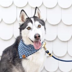 The Foggy Dog Ocean Marine Rope Dog Leash 9 The Foggy Dog Ocean Marine Rope Dog Leash -Blue Buffalo Shop 369825 PT3. AC SS1800 V1646169719