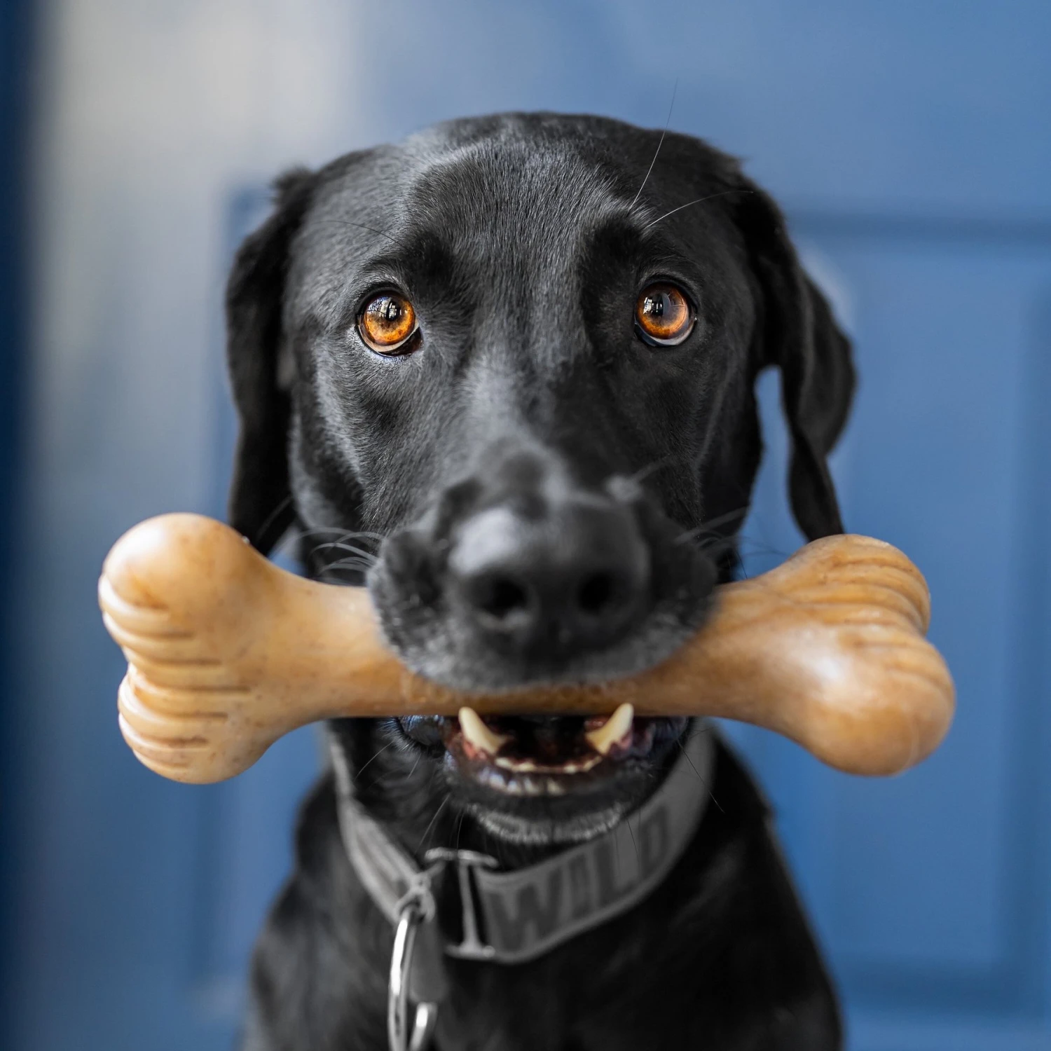 Lumabone Bulkster Beef Flavor Dog Toy 7 Lumabone Bulkster Beef Flavor Dog Toy - Image 5