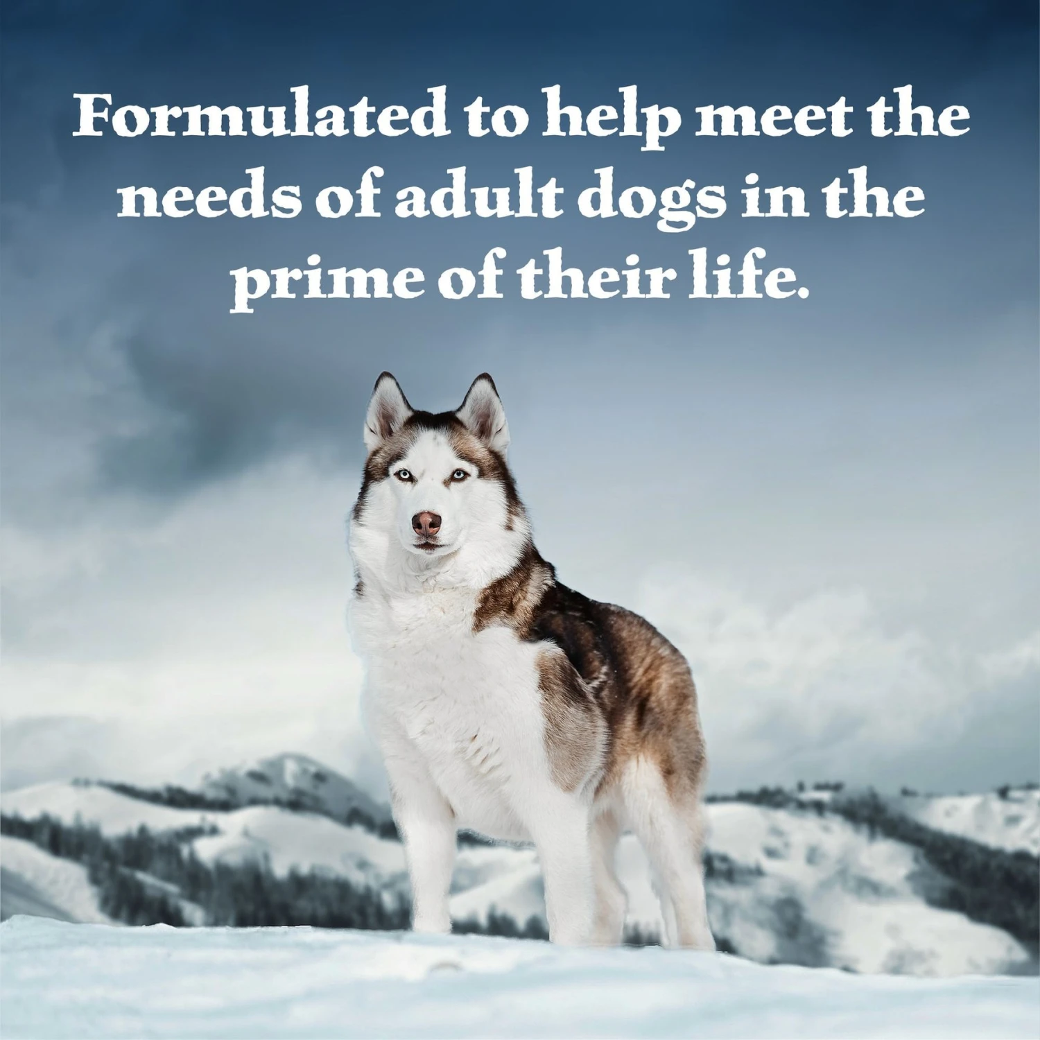 Blue Buffalo Wilderness Turkey & Chicken Grill Grain-Free Canned Dog Food 6 Blue Buffalo Wilderness Turkey & Chicken Grill Grain-Free Canned Dog Food - Image 4