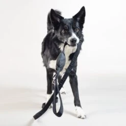 PAIKKA Reflective Visibility Dog Leash