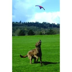 Chuckit! Flying Squirrel Dog Toy, Color Varies 9 Chuckit! Flying Squirrel Dog Toy, Color Varies -Blue Buffalo Shop 53222 PT2. AC SS1800 V1602325859