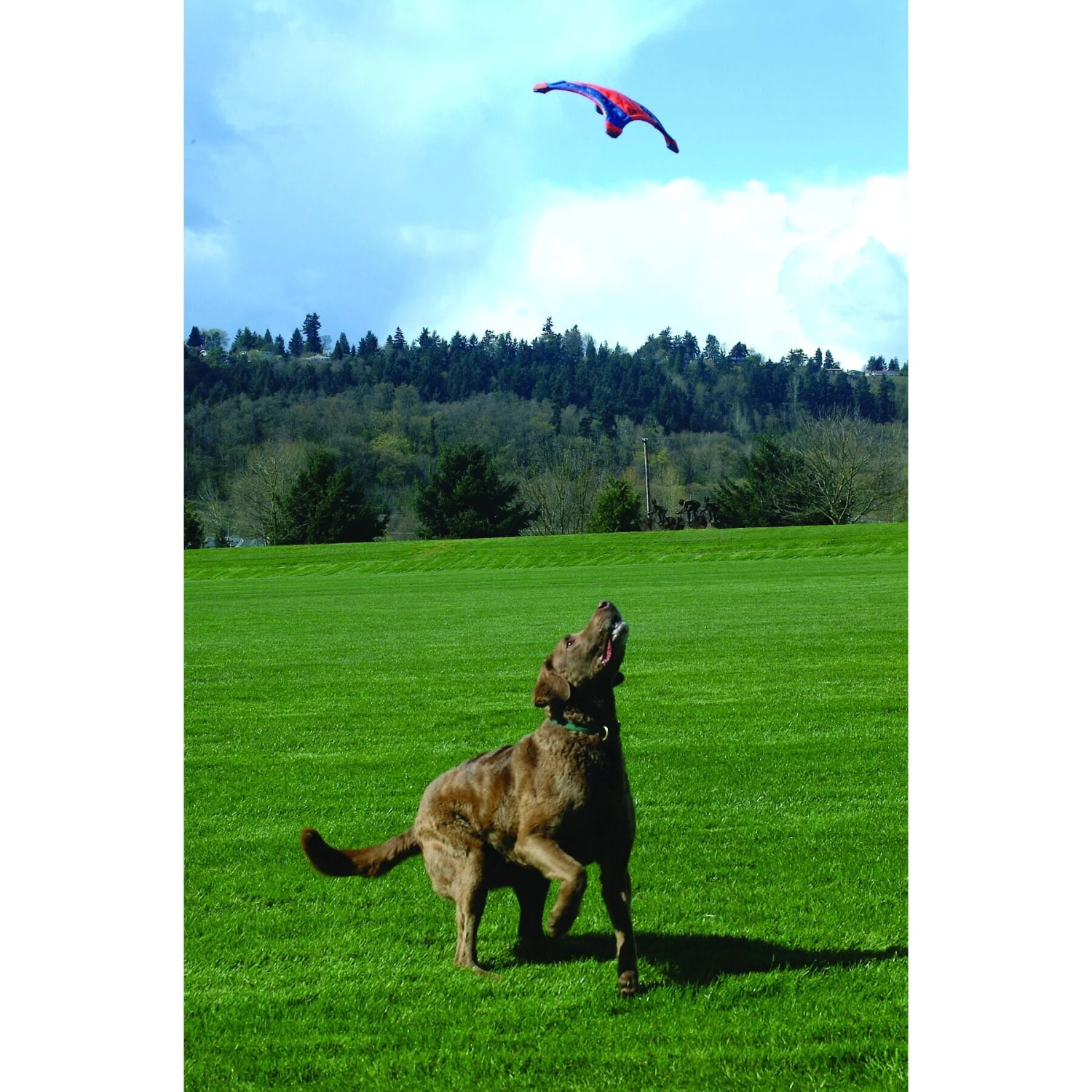 Chuckit! Flying Squirrel Dog Toy, Color Varies 5 Chuckit! Flying Squirrel Dog Toy, Color Varies - Image 3