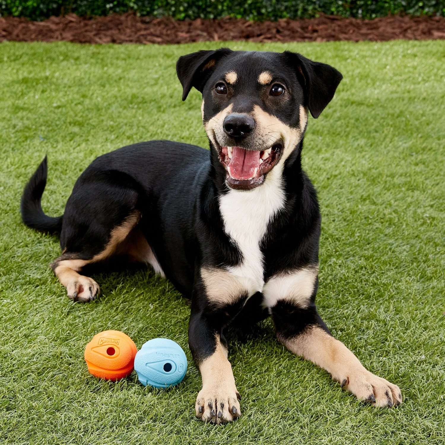 Chuckit! The Whistler Ball Dog Toy, Color Varies 4 Chuckit! The Whistler Ball Dog Toy, Color Varies - Image 2