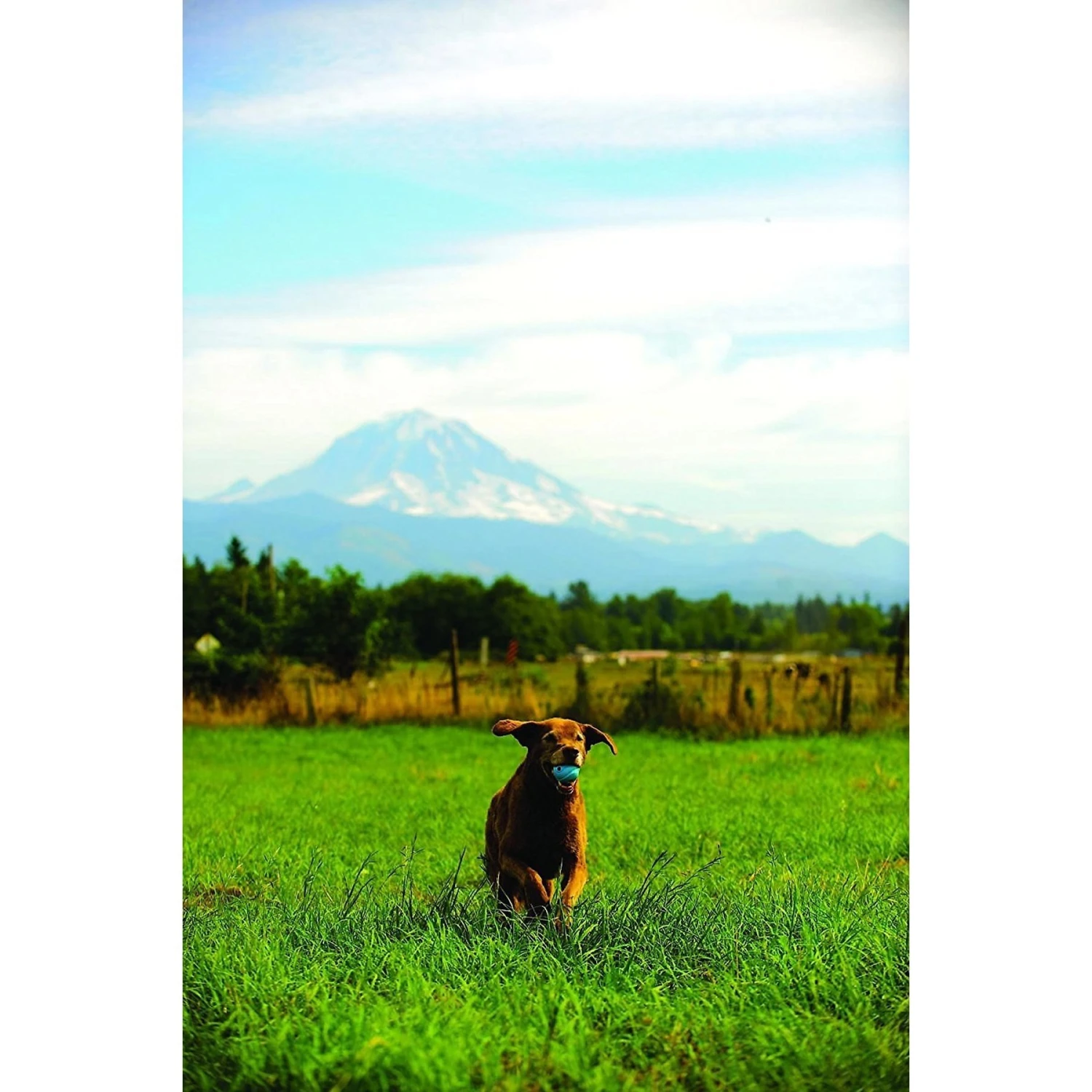 Chuckit! The Whistler Ball Dog Toy, Color Varies 7 Chuckit! The Whistler Ball Dog Toy, Color Varies - Image 5