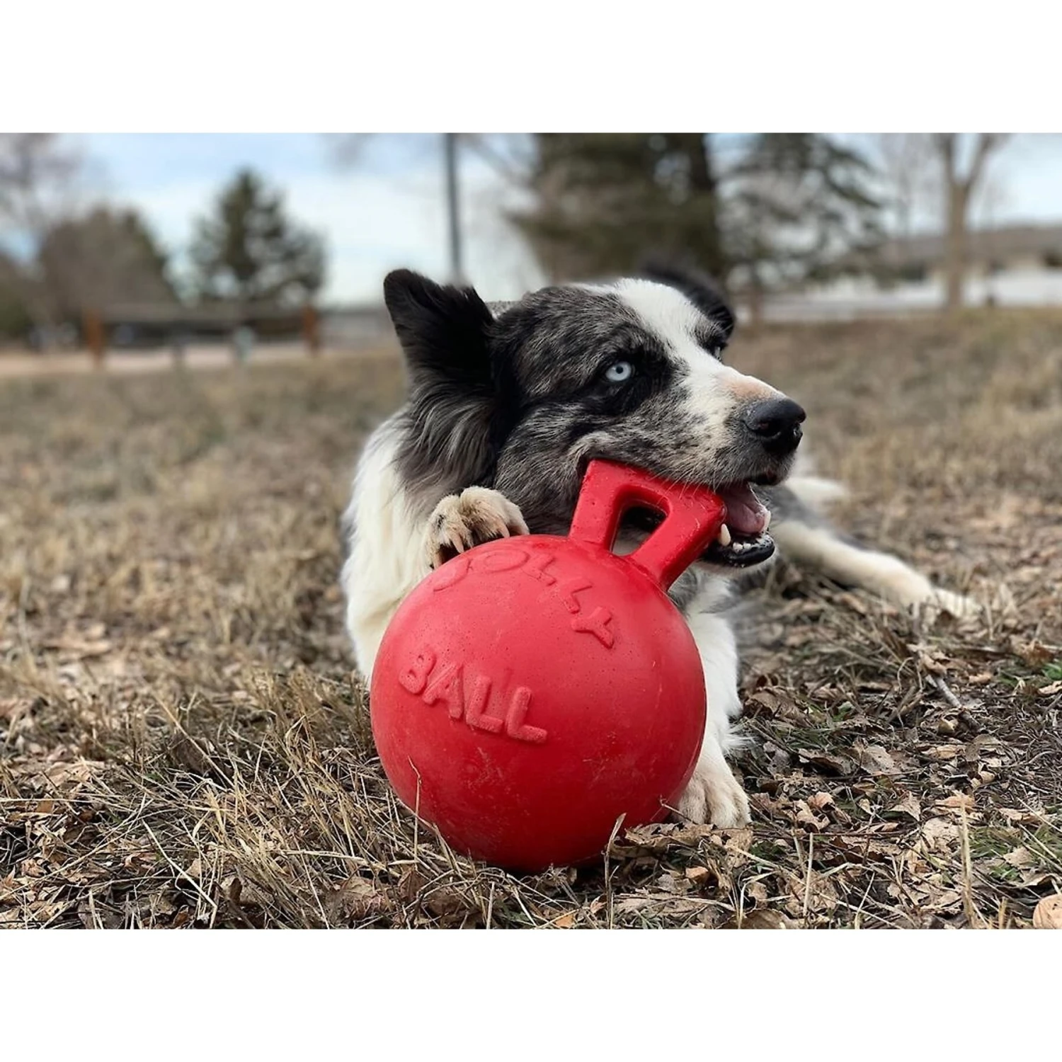 Jolly Pets Tug-n-Toss Dog Toy, Red 4 Jolly Pets Tug-n-Toss Dog Toy, Red - Image 2