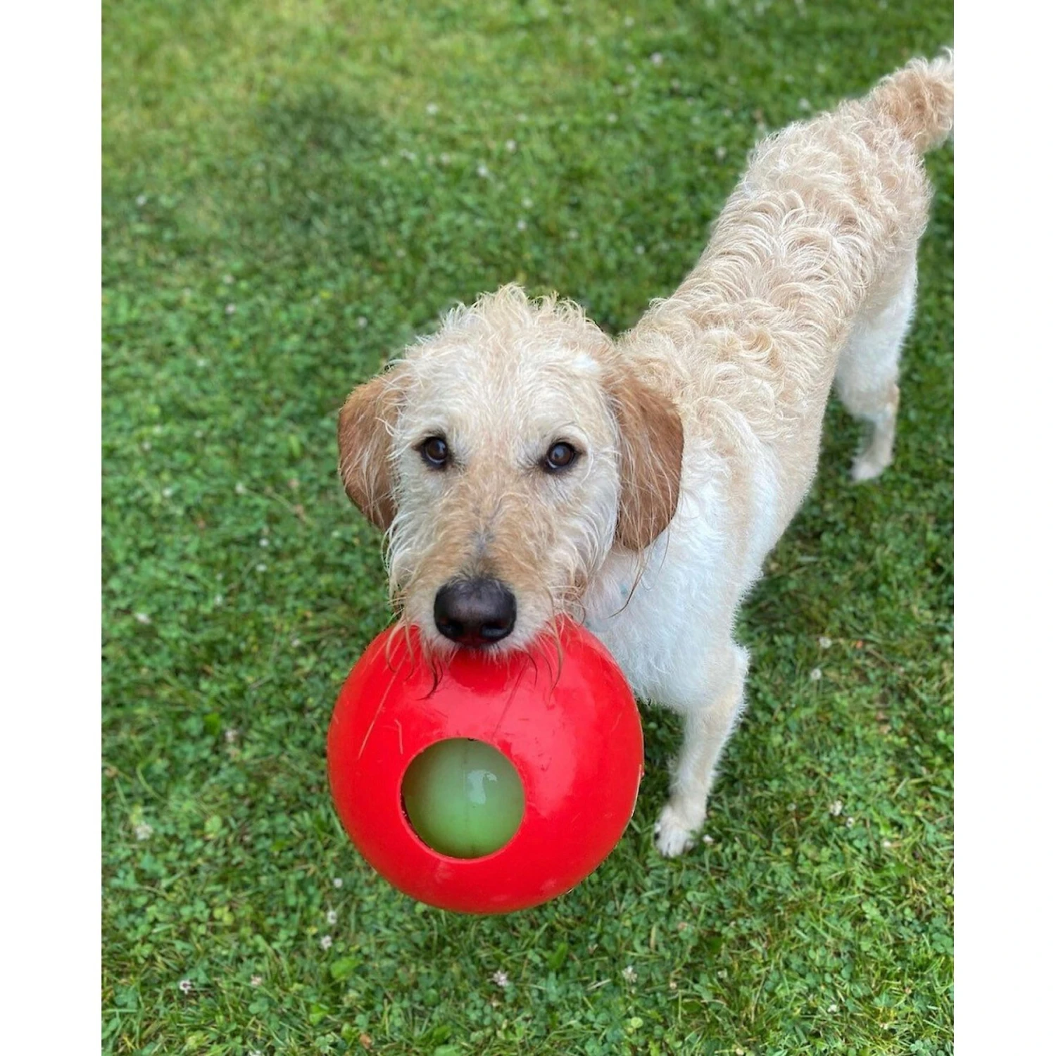 Jolly Pets Teaser Ball Dog Toy, Red 4 Jolly Pets Teaser Ball Dog Toy, Red - Image 2