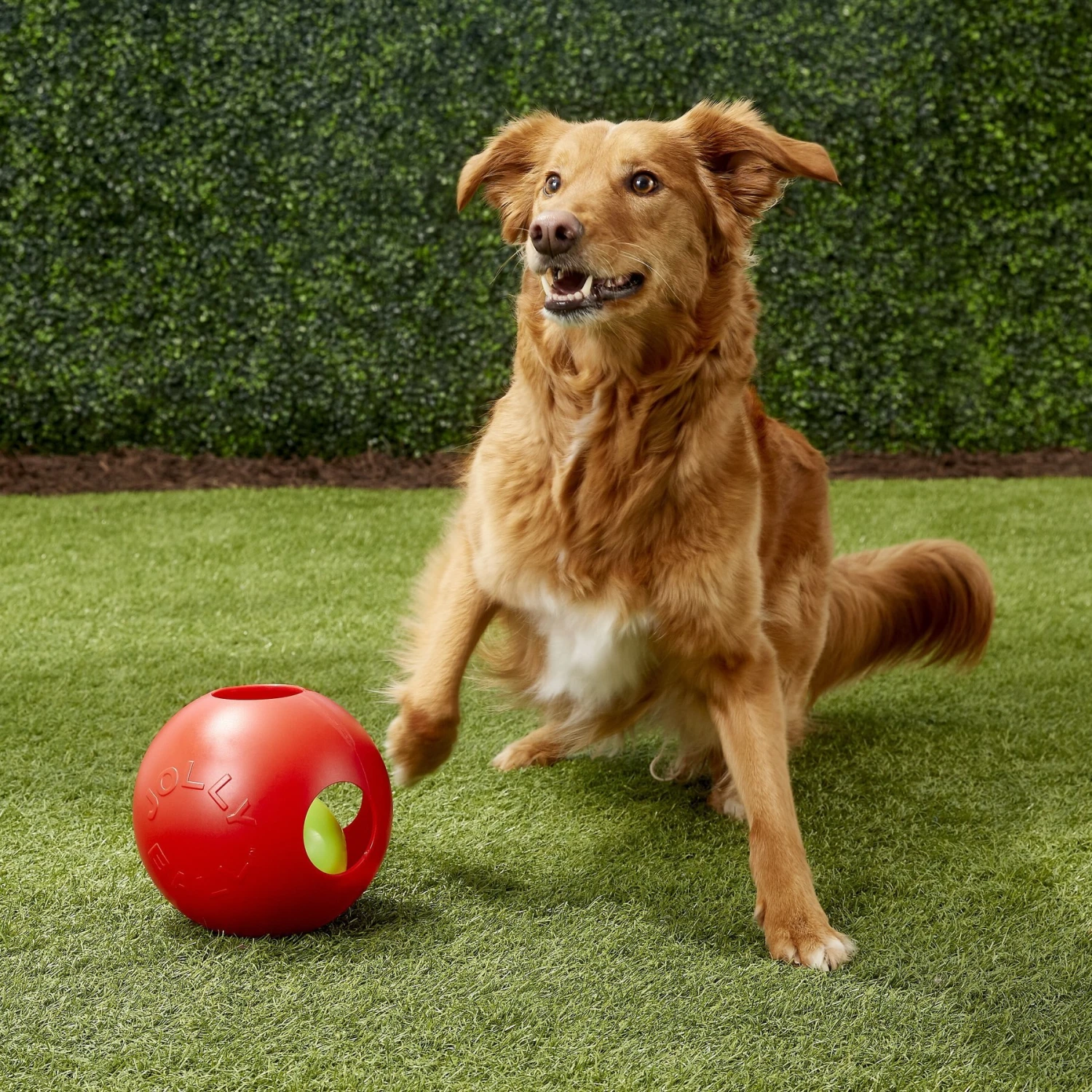 Jolly Pets Teaser Ball Dog Toy, Red 7 Jolly Pets Teaser Ball Dog Toy, Red - Image 5