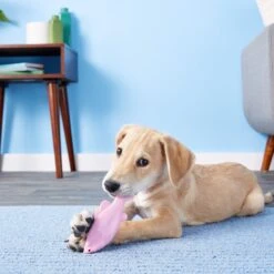 Ruff Dawg FlyingFish Dog Fetch Toy, Color Varies 13 Ruff Dawg FlyingFish Dog Fetch Toy, Color Varies -Blue Buffalo Shop 53808 PT7. AC SS1800 V1515535539