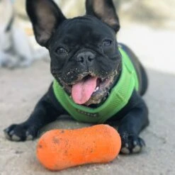 Ruff Dawg Peanut Treat Dispenser Dog Toy, Color Varies -Blue Buffalo Shop 53810 PT2. AC SS1800 V1602300361