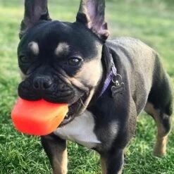 Ruff Dawg The Rock Dog Toy, Color Varies 9 Ruff Dawg The Rock Dog Toy, Color Varies -Blue Buffalo Shop 53813 PT2. AC SS1800 V1602338462