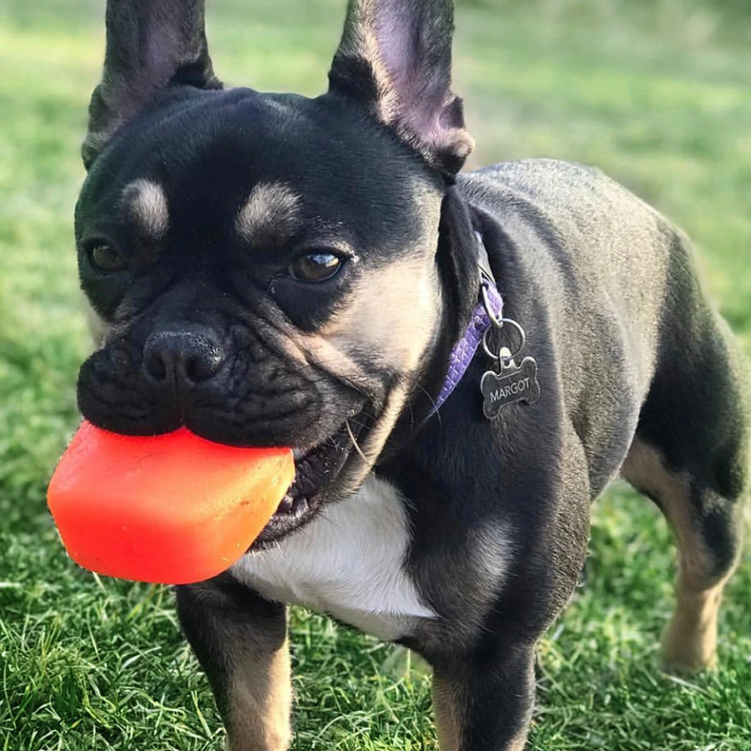 Ruff Dawg The Rock Dog Toy, Color Varies 5 Ruff Dawg The Rock Dog Toy, Color Varies - Image 3