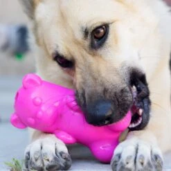 Ruff Dawg Gummy Bear Treat Dispenser Dog Toy, Color Varies 10 Ruff Dawg Gummy Bear Treat Dispenser Dog Toy, Color Varies -Blue Buffalo Shop 53877 PT2. AC SS1800 V1602290161