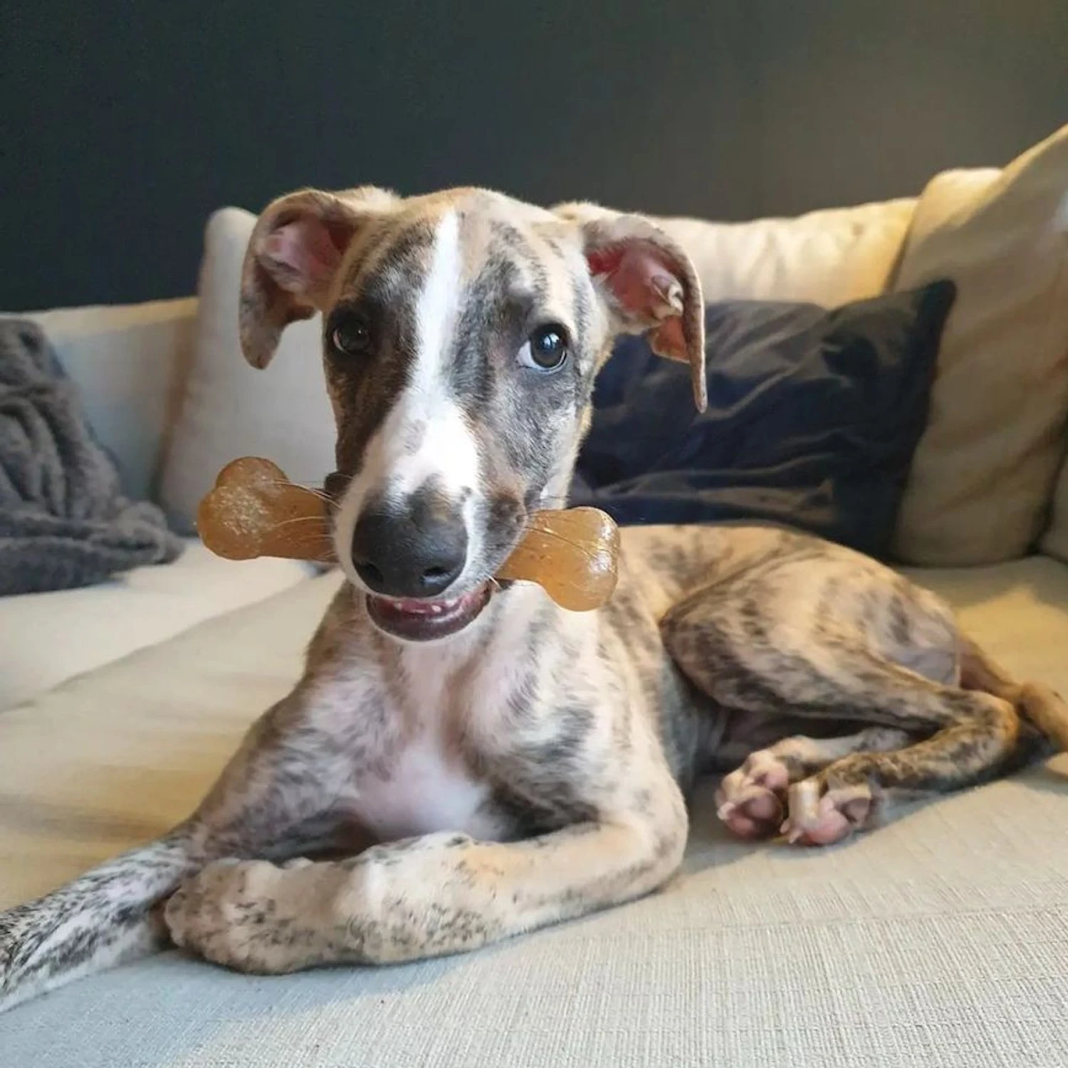 Nylabone Puppy Starter Pack Triple Starter Pack 6 Nylabone Puppy Starter Pack Triple Starter Pack - Image 4