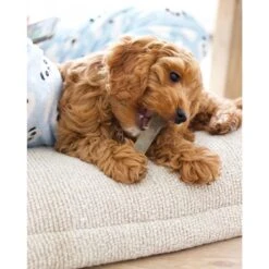 Nylabone FlexiChew Chicken Flavored Dog Chew Toy -Blue Buffalo Shop 54273 PT2. AC SS1800 V1669398254