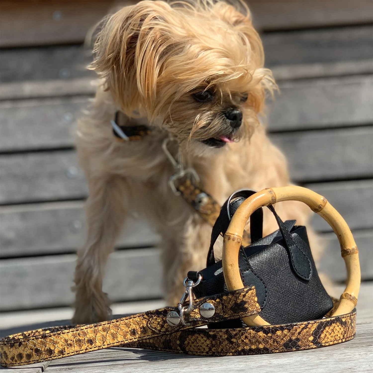 Shaya Pets Sasha Embossed Leather Leash, Black & Yellow 6 Shaya Pets Sasha Embossed Leather Leash, Black & Yellow - Image 4