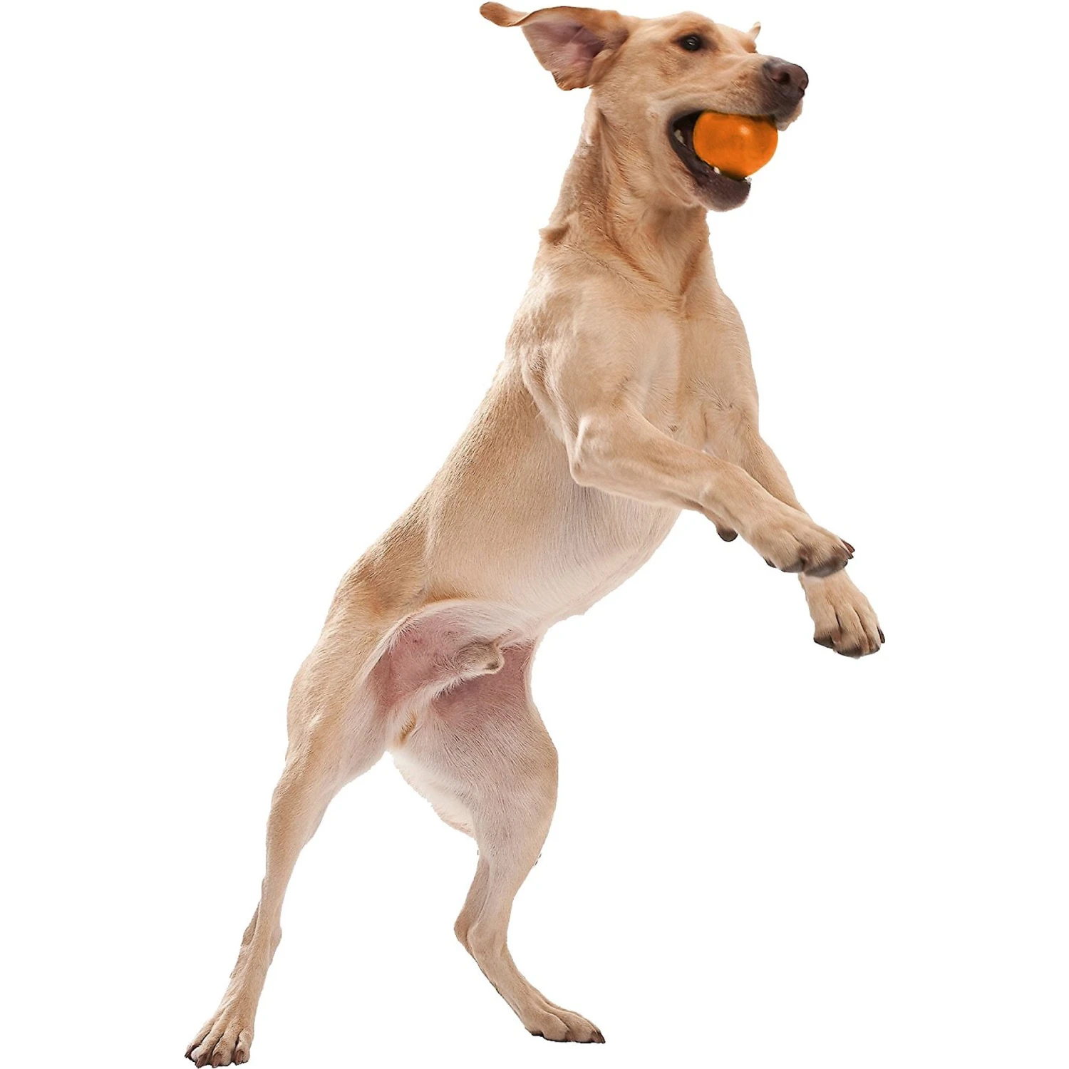 West Paw Zogoflex Jive Tough Ball Dog Toy 7 West Paw Zogoflex Jive Tough Ball Dog Toy - Image 5