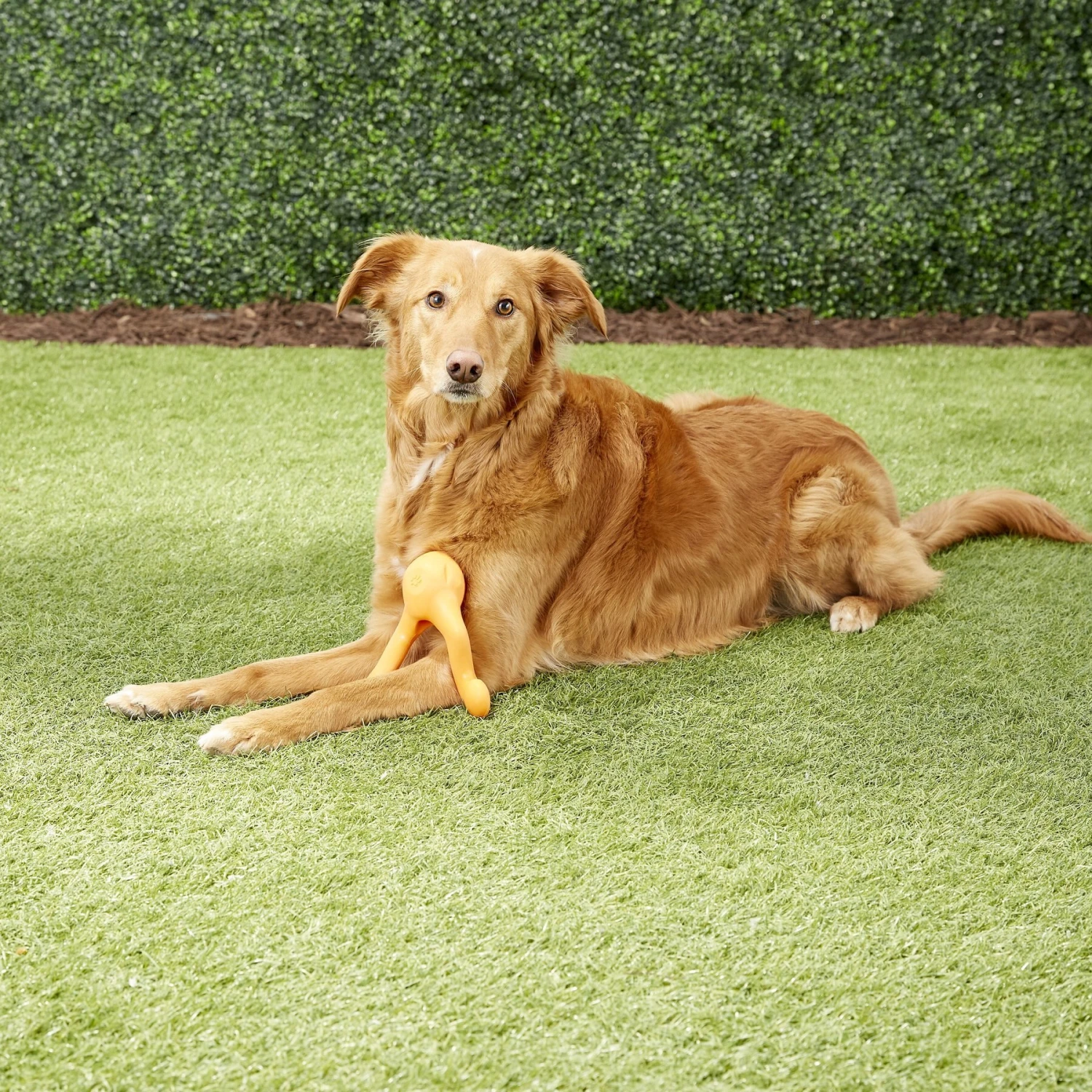 West Paw Zogoflex Tizzi Treat Dispensing Dog Chew Toy 7 West Paw Zogoflex Tizzi Treat Dispensing Dog Chew Toy - Image 5