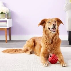 KONG Stuff A Ball Dog Toy -Blue Buffalo Shop 59160 PT4. AC SS1800 V1603167093