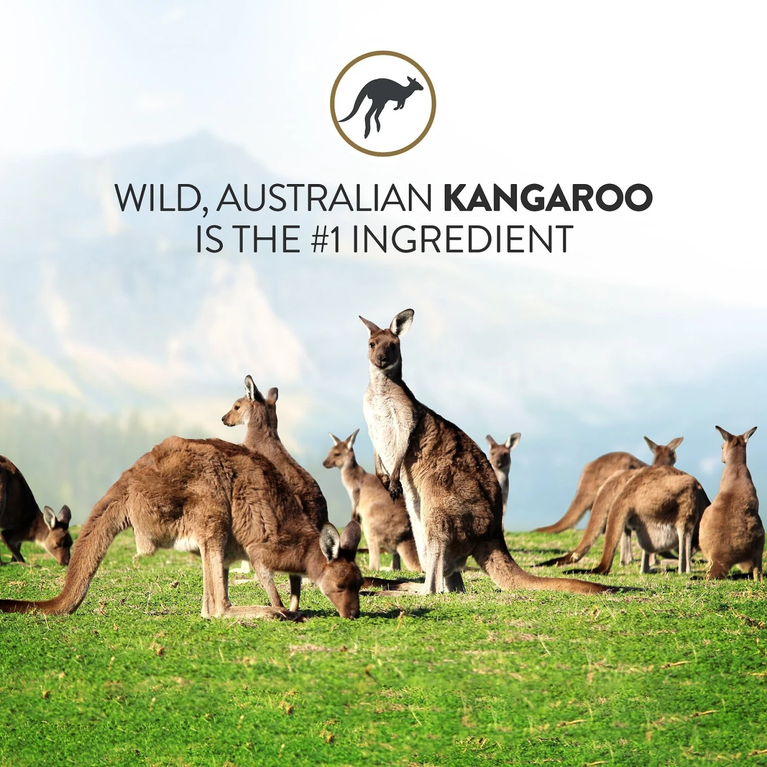 Addiction Outback Kangaroo Feast Raw Dehydrated Dog Food 6 Addiction Outback Kangaroo Feast Raw Dehydrated Dog Food - Image 4