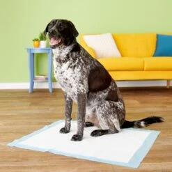 Four Paws Wee-Wee Superior Performance Dog Pee Pads & Nylabone Puppy Chew Variety Toy & Treat Triple Pack -Blue Buffalo Shop 609534 PT4. AC SS1800 V1660403162