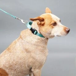 Mimi Green Personalized Nylon Martingale With Black Plastic Buckle Dog Collar 11 Mimi Green Personalized Nylon Martingale With Black Plastic Buckle Dog Collar -Blue Buffalo Shop 625838 PT3. AC SS1800 V1668921951