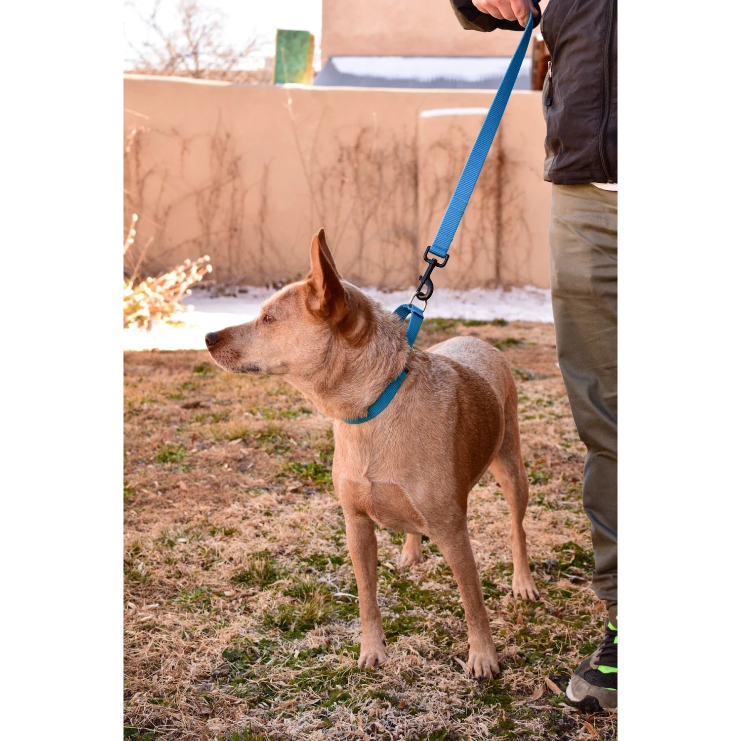 Mimi Green Personalized Nylon Martingale With Black Plastic Buckle Dog Collar 8 Mimi Green Personalized Nylon Martingale With Black Plastic Buckle Dog Collar - Image 6