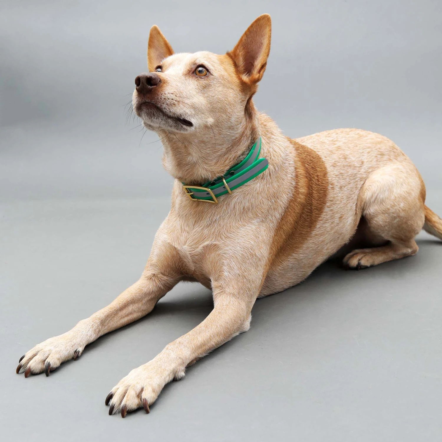 Mimi Green Waterproof Reflective With Riveted Name Plate Dog Collar 4 Mimi Green Waterproof Reflective With Riveted Name Plate Dog Collar - Image 2