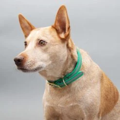 Mimi Green Waterproof Reflective With Riveted Name Plate Dog Collar 9 Mimi Green Waterproof Reflective With Riveted Name Plate Dog Collar -Blue Buffalo Shop 627518 PT2. AC SS1800 V1682110507