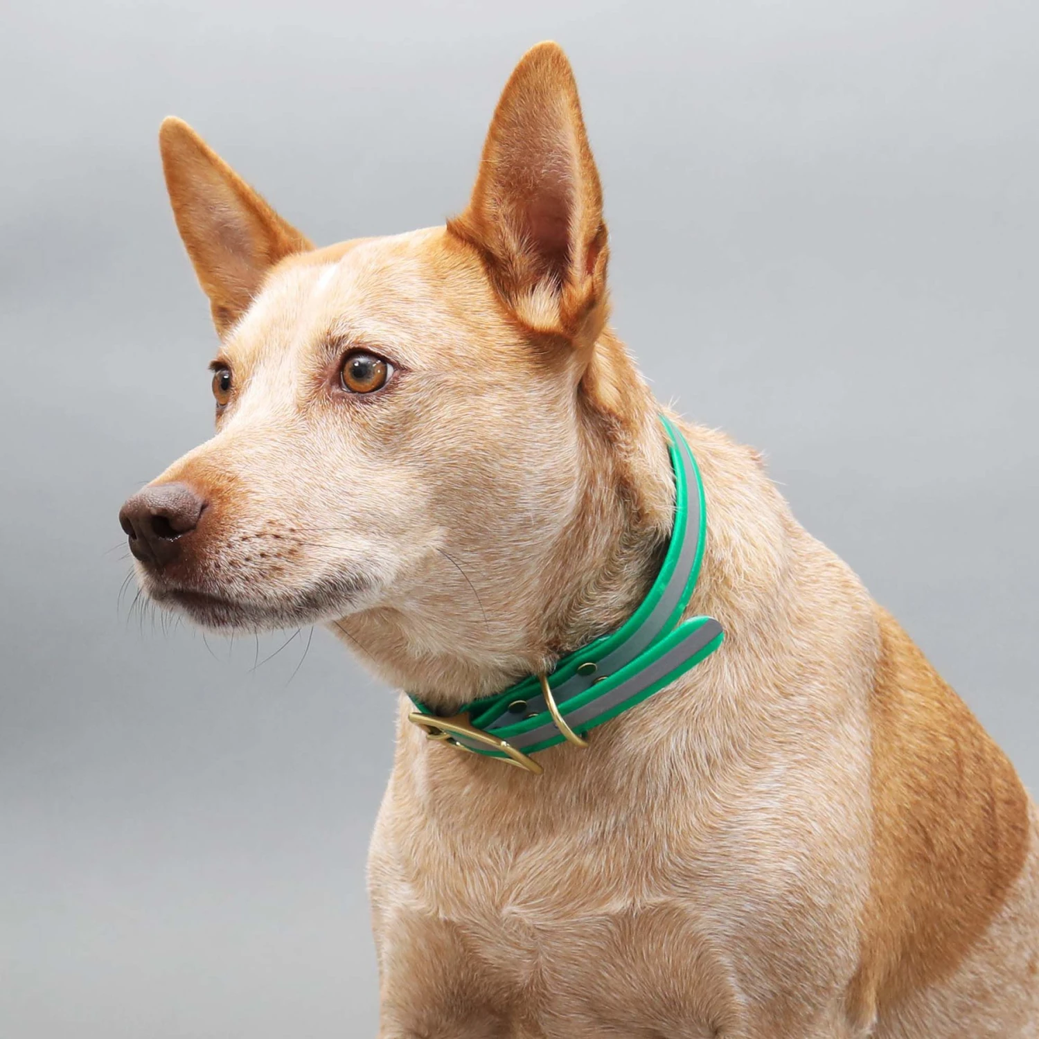 Mimi Green Waterproof Reflective With Riveted Name Plate Dog Collar 5 Mimi Green Waterproof Reflective With Riveted Name Plate Dog Collar - Image 3