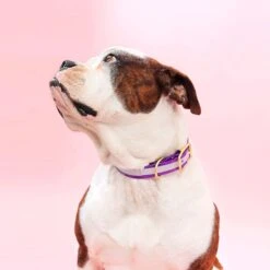 Mimi Green Waterproof Reflective With Riveted Name Plate Dog Collar 11 Mimi Green Waterproof Reflective With Riveted Name Plate Dog Collar -Blue Buffalo Shop 627518 PT4. AC SS1800 V1682110507