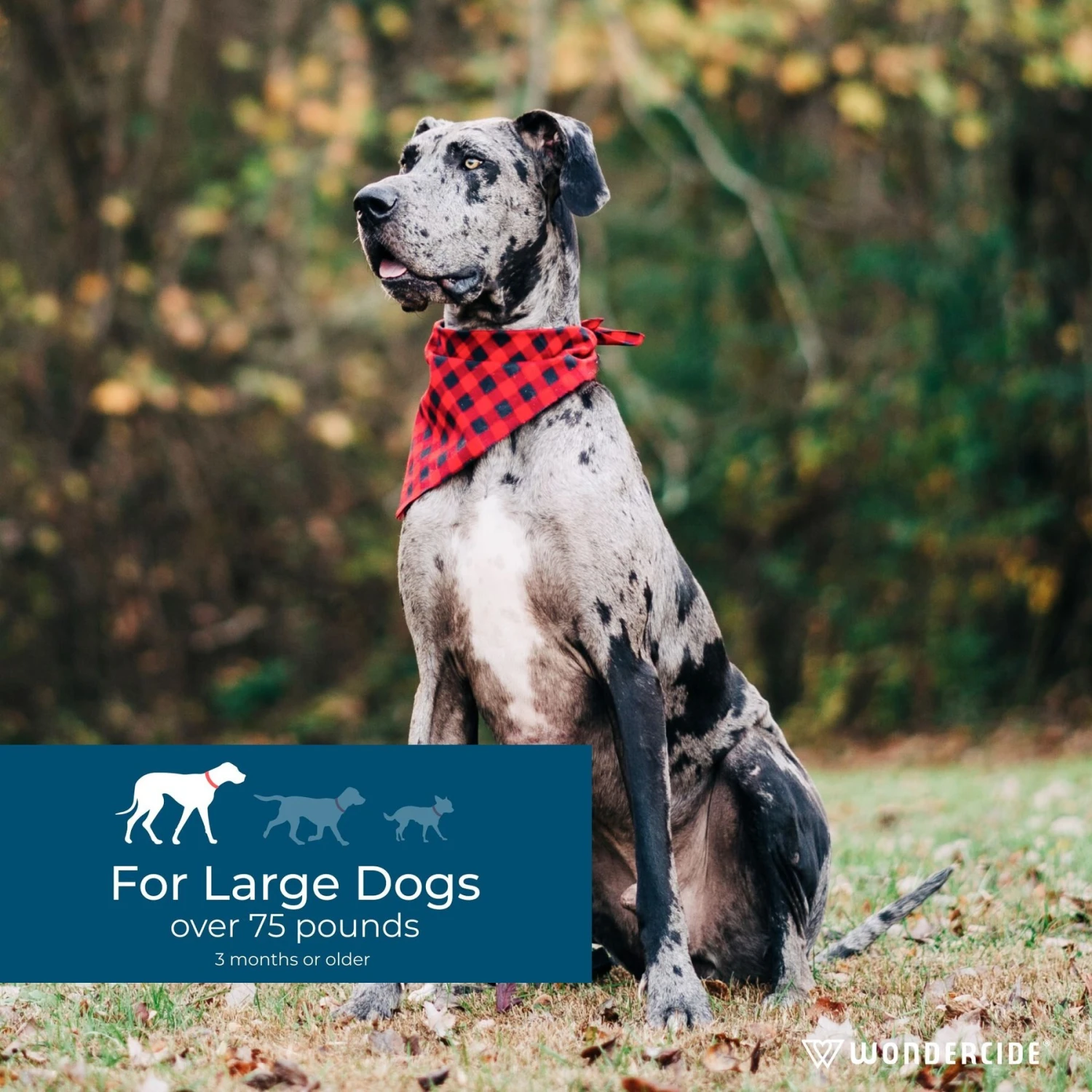 Wondercide Spot-On Peppermint Flea & Tick Spot Treatment For Large Dogs, 3 Doses (3-mos. Supply) 6 Wondercide Spot-On Peppermint Flea & Tick Spot Treatment For Large Dogs, 3 Doses (3-mos. Supply) - Image 4