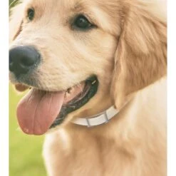 Hartz UltraGuard Pro Reflecting Flea & Tick Collar For Dogs & Puppies & Hartz Nature's Shield Natural Flea & Tick Home Spray -Blue Buffalo Shop 639942 PT3. AC SS1800 V1663796839