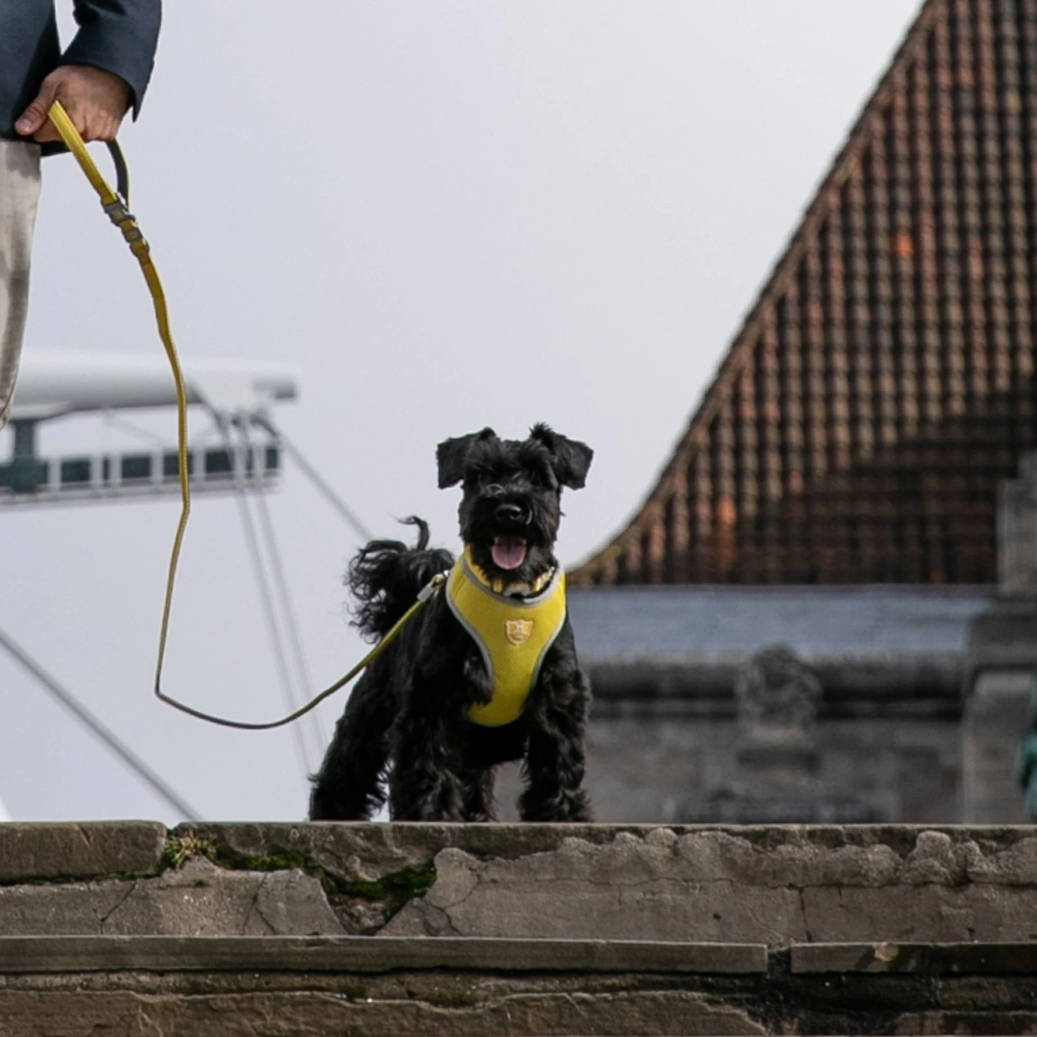 HUGO & HUDSON Mesh Dog Harness 10 HUGO & HUDSON Mesh Dog Harness - Image 8