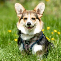 HUGO & HUDSON Checked Tweed Dog Harness -Blue Buffalo Shop 643358 PT7. AC SS1800 V1663710709