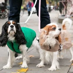 HUGO & HUDSON Checked Tweed Dog Leash 12 HUGO & HUDSON Checked Tweed Dog Leash -Blue Buffalo Shop 643942 PT1. AC SS1800 V1663343011