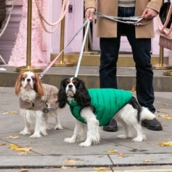 HUGO & HUDSON Checked Tweed Dog Leash 16 HUGO & HUDSON Checked Tweed Dog Leash -Blue Buffalo Shop 643942 PT5. AC SS1800 V1663342610