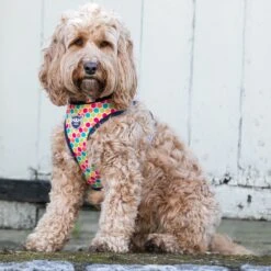 HUGO & HUDSON Geormetric Print Dog Harness -Blue Buffalo Shop 644406 PT8. AC SS1800 V1664228718