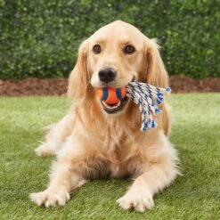 Chuckit! Ultra Toss Ball Tough Dog Toy -Blue Buffalo Shop 64746 PT2. AC SS1800 V1548968038