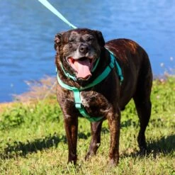 New Earth Soy Comfort Wrap Adjustable Dog Harness 9 New Earth Soy Comfort Wrap Adjustable Dog Harness -Blue Buffalo Shop 648414 PT2. AC SS1800 V1664919777