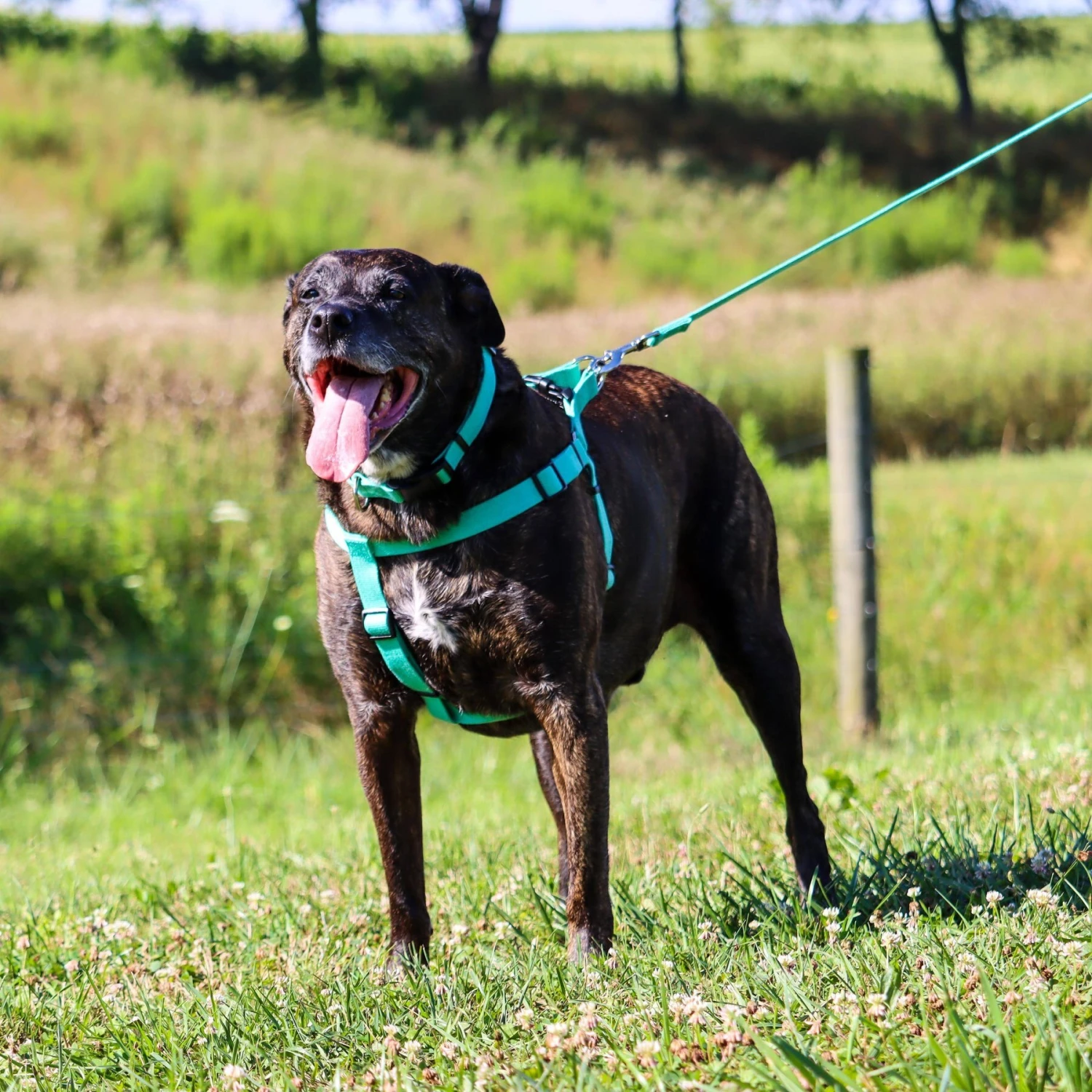 New Earth Soy Comfort Wrap Adjustable Dog Harness 6 New Earth Soy Comfort Wrap Adjustable Dog Harness - Image 4