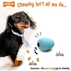 Nylabone Creative Play Eggi Dog Treat Toy, Blue, Large 13 Nylabone Creative Play Eggi Dog Treat Toy, Blue, Large -Blue Buffalo Shop 665686 PT2. AC SS1800 V1679081587