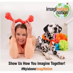 Nylabone Creative Play Stik-GO Interactive Dog Toy, Red -Blue Buffalo Shop 665702 PT7. AC SS1800 V1679081203