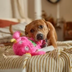 Frisco Halloween Zany Monster Muscle Plush Squeaky Dog Toy 10 Frisco Halloween Zany Monster Muscle Plush Squeaky Dog Toy -Blue Buffalo Shop 668166 PT3. AC SS1800 V1689271301