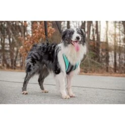 Walkin' Pets Walkin' Lift-n- Step Dog Harness, Aqua -Blue Buffalo Shop 678702 PT4. AC SS1800 V1667598771