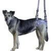 Walkin' Pets Walkin' Warrior Rear Dog Harness 1 Walkin' Pets Walkin' Warrior Rear Dog Harness -Blue Buffalo Shop 678774 MAIN. AC SS1800 V1667928857
