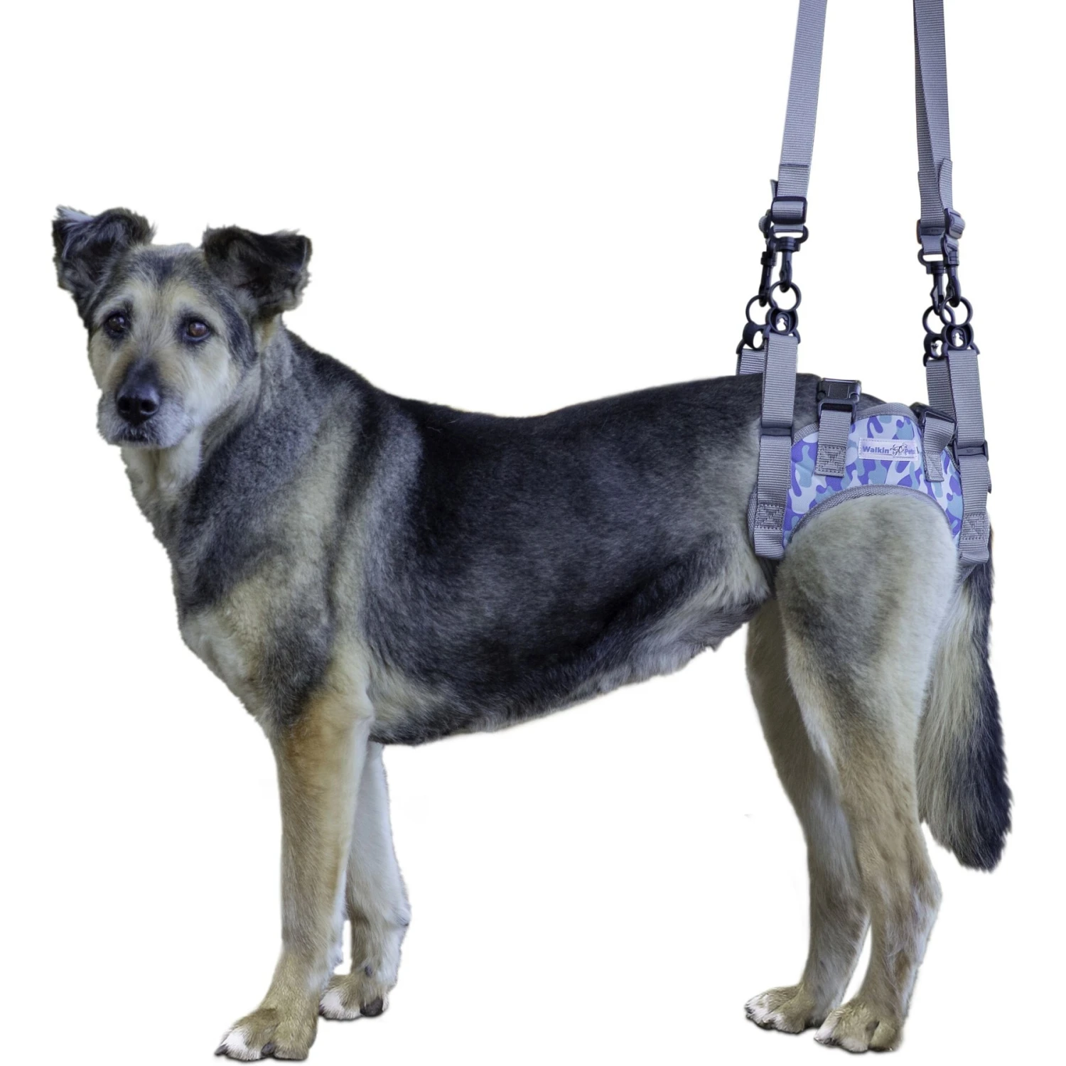 Walkin' Pets Walkin' Warrior Rear Dog Harness 3 Walkin' Pets Walkin' Warrior Rear Dog Harness