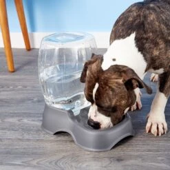 Petmate Pearl Pet Cafe Waterer 7 Petmate Pearl Pet Cafe Waterer -Blue Buffalo Shop 68452 PT8. AC SS1800 V1540309962