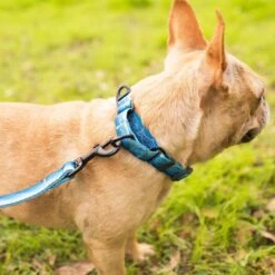 Leashboss Patterned Fabric Martingale Dog Collar -Blue Buffalo Shop 698566 PT5. AC SS1800 V1669929518