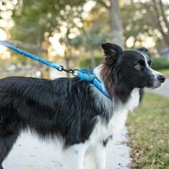 Leashboss Patterned Fabric Martingale Dog Collar -Blue Buffalo Shop 698566 PT6. AC SS1800 V1669991727