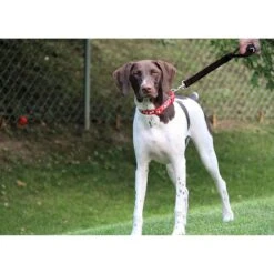 Leashboss Traffic Handle Short Dog Leash -Blue Buffalo Shop 699110 PT4. AC SS1800 V1669942059